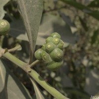 Morinda coreia Buch.-Ham.